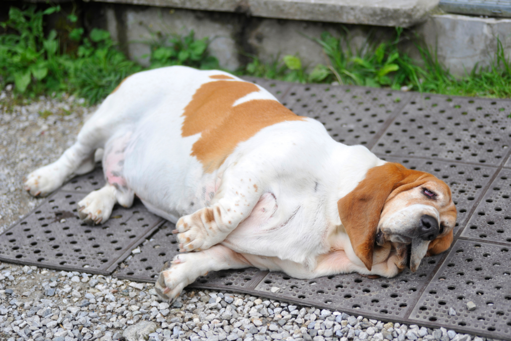 Hund Arthrose Ursachen und Behandlung von Arthrose beim Hund