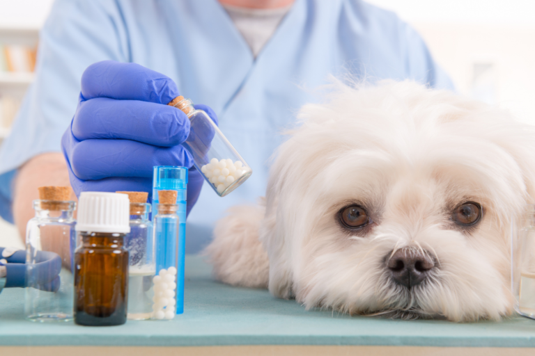 Hund Arthrose Ursachen und Behandlung von Arthrose beim Hund