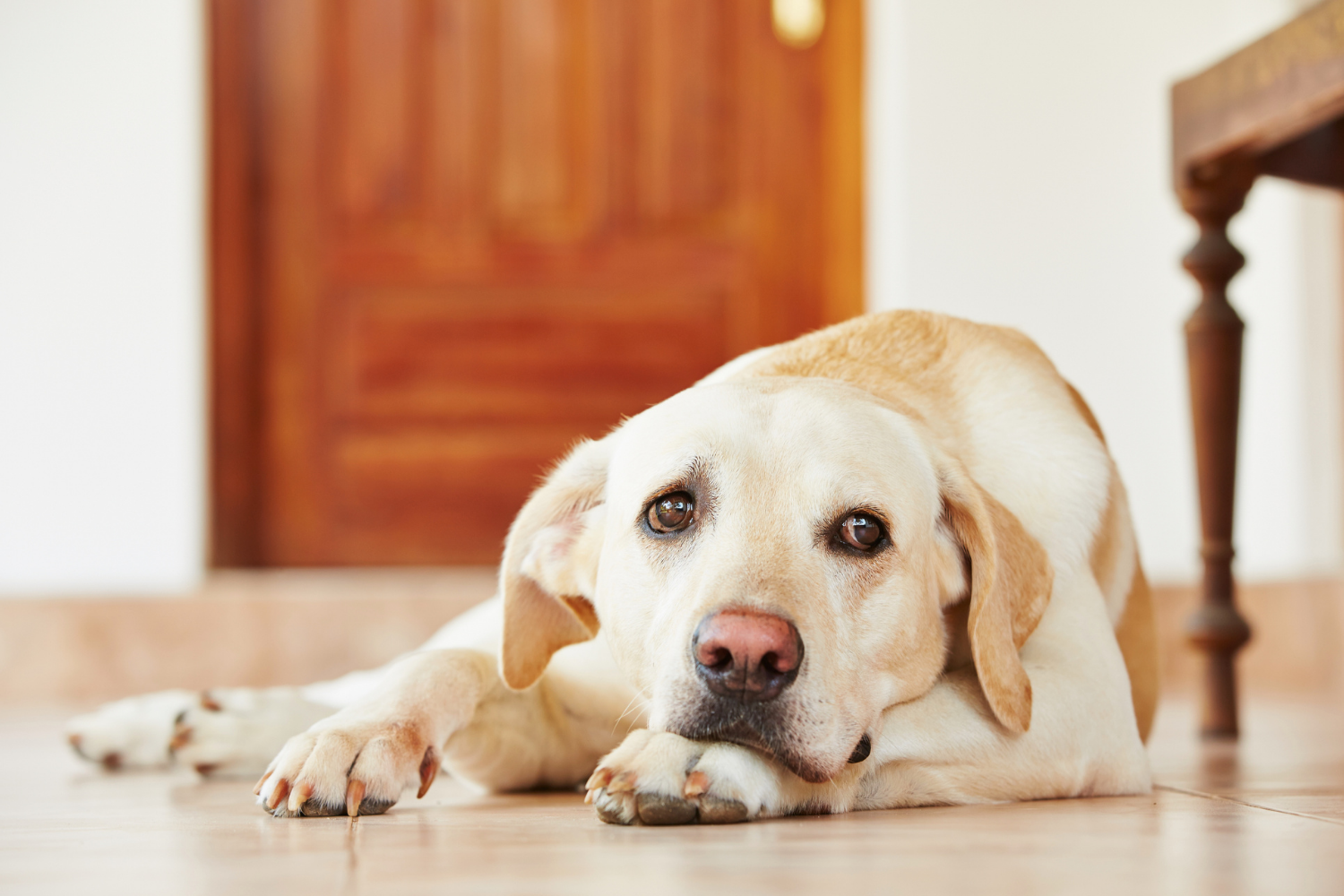 Hund Arthrose Ursachen und Behandlung von Arthrose beim Hund
