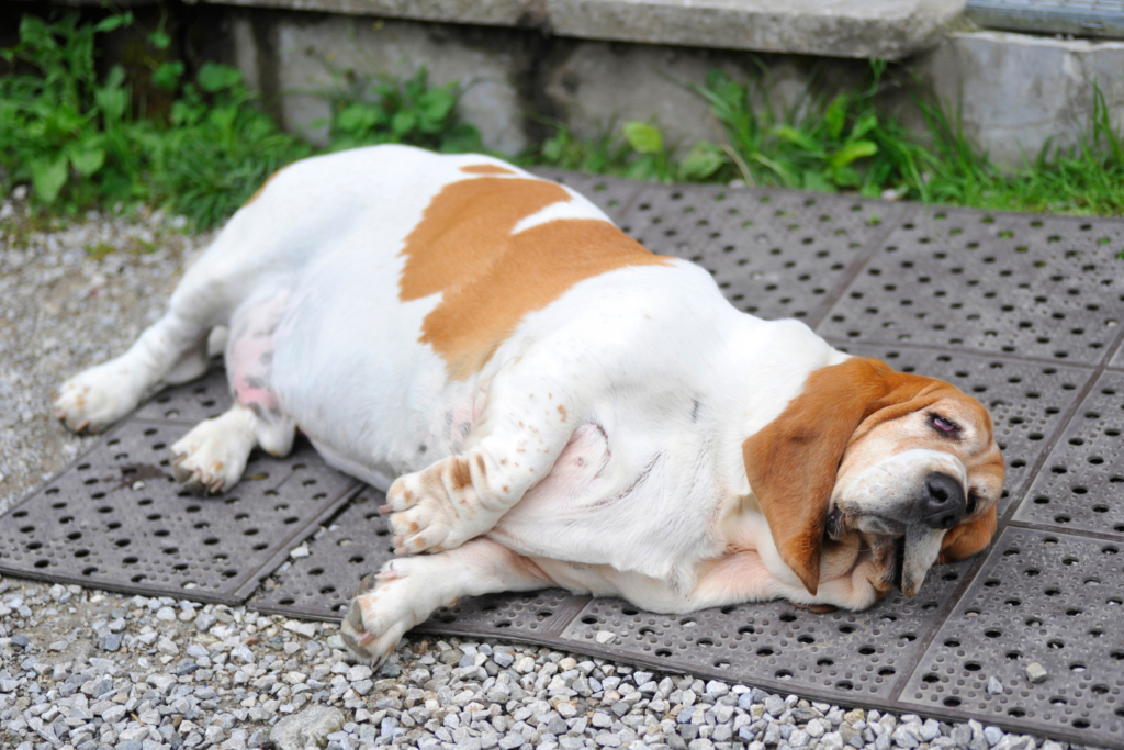 Hund Arthrose ausgelöst durch Übergewicht